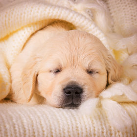 Betten und Kissen für Welpen & junge Hunde