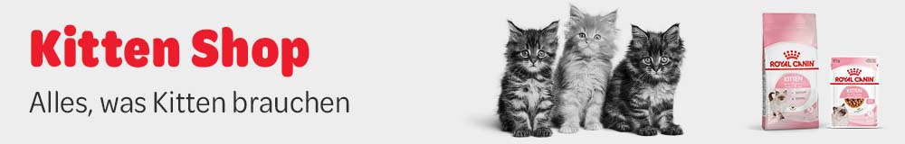 Erausstattung für Kitten