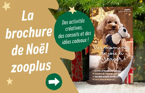 La brochure de noël Zooplus, pour des activités créatives, des conseils et des idées cadeaux !