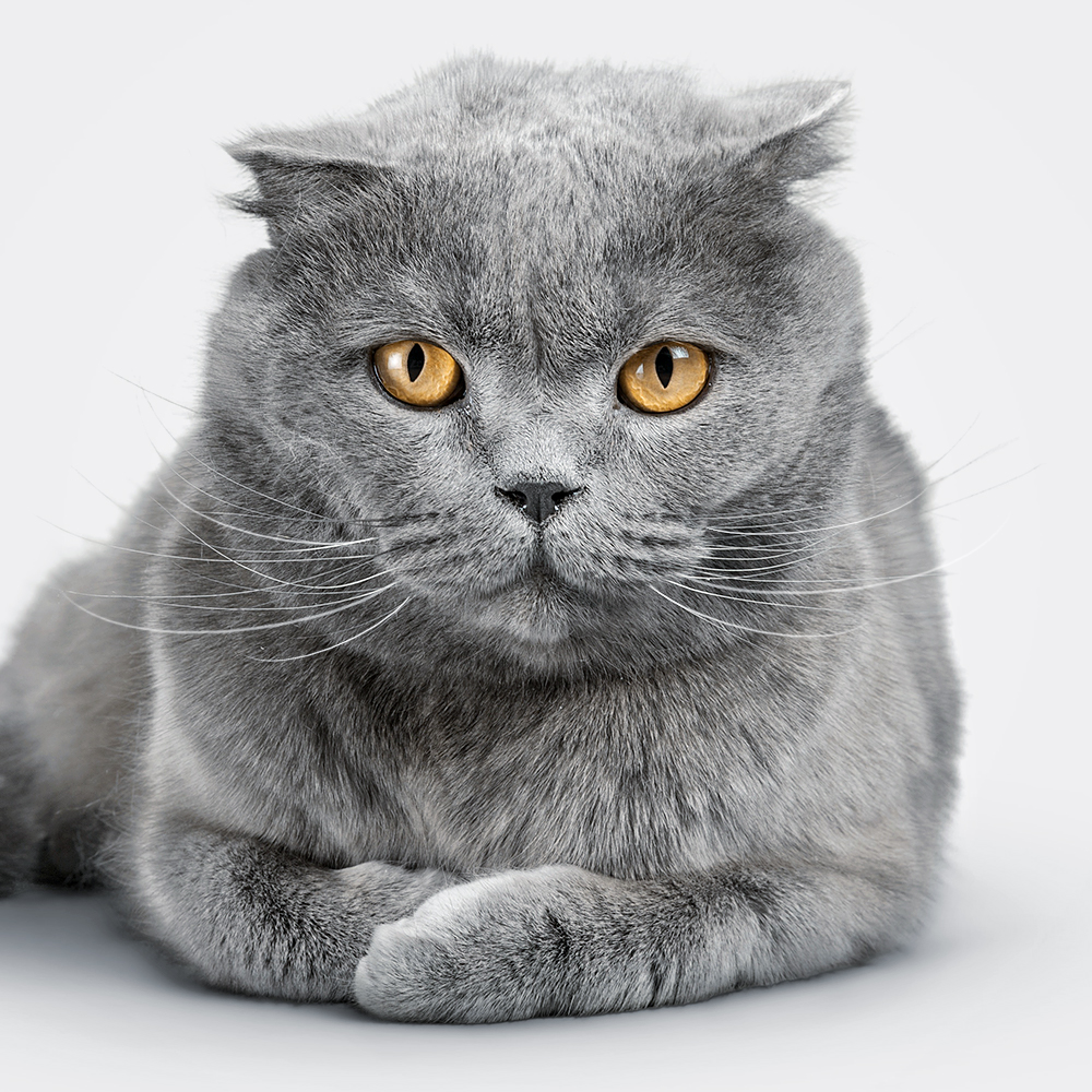 Vet food for sterilized cats