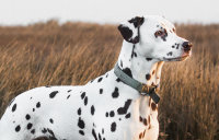 DOG - LP par race et par taille - Breed carousel - Medium dogs - Dalmatien Image