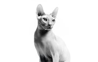ROYAL CANIN BRAND PAGE - CAT Subpage - Category Carousel - Buy by Breed - Sphynx image