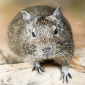  Degu