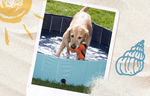 Piscine Dog Pool Keep Cool pour chien