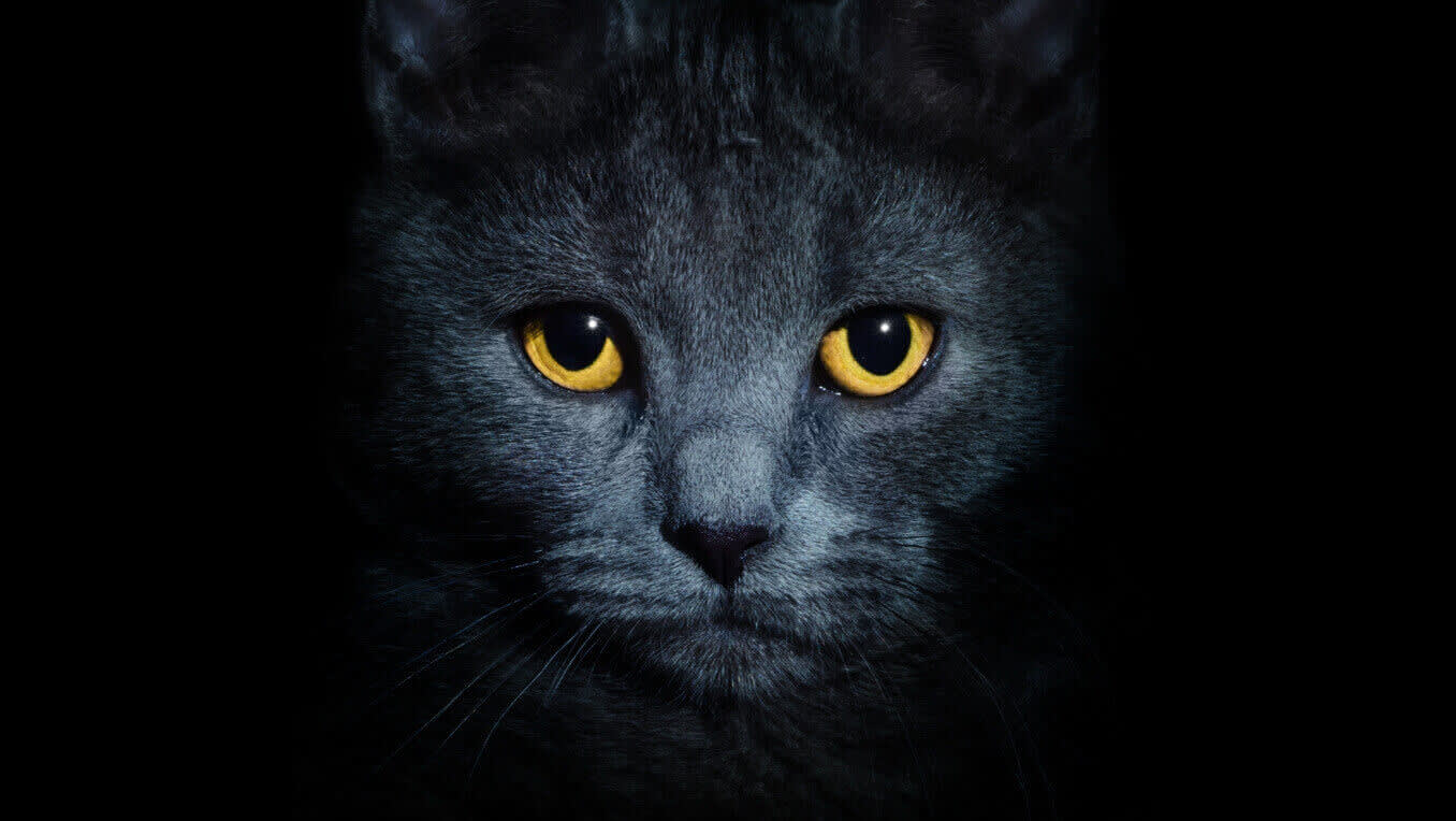 “Warrior Cats”-Bücher von Erin Hunter in der richtigen Reihenfolge