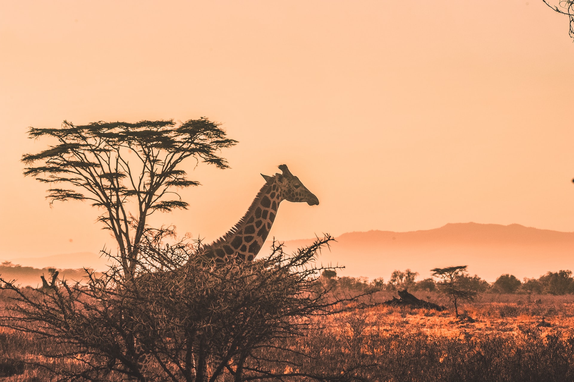 PostBlogIt Africa giraffa