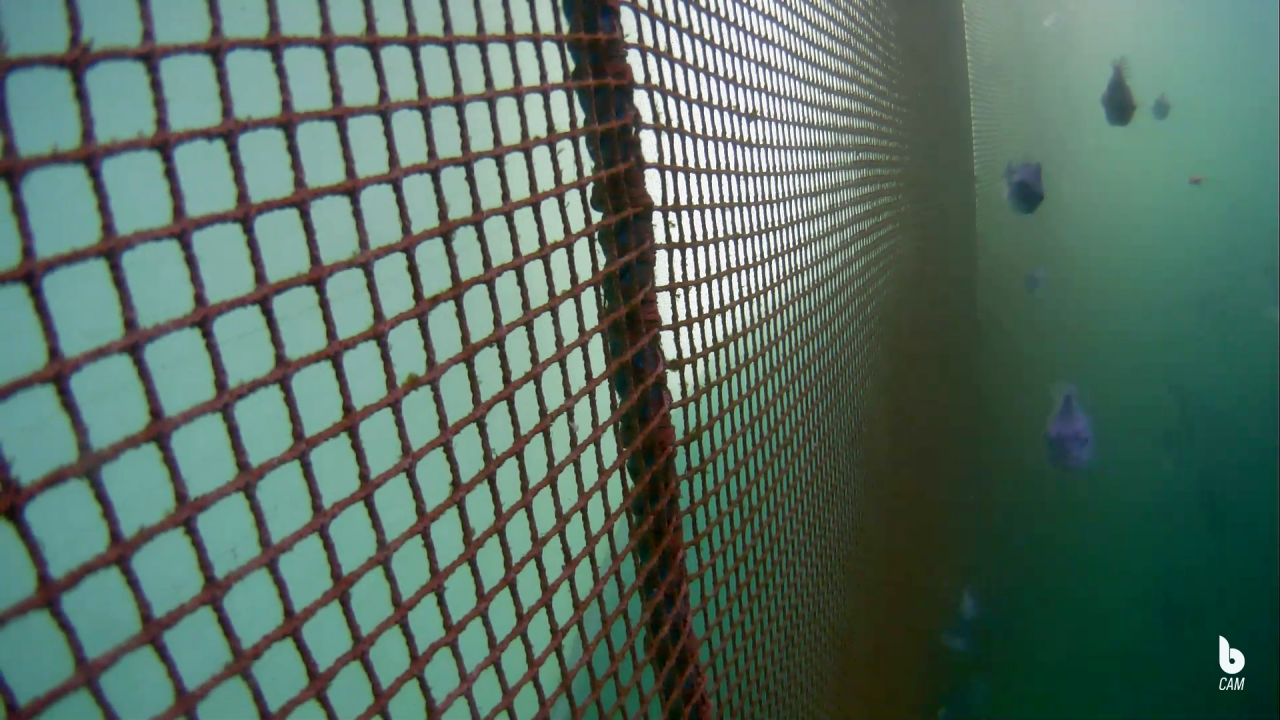 Close look at the net in fish pen