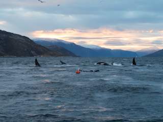 Jonas in water with feeding pod of orcas