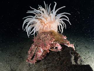 Deep sea king crab and sea anemone