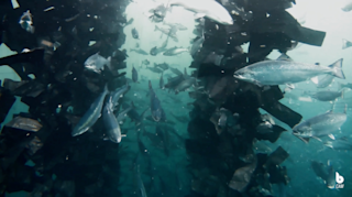 Salmon and cleaner fish