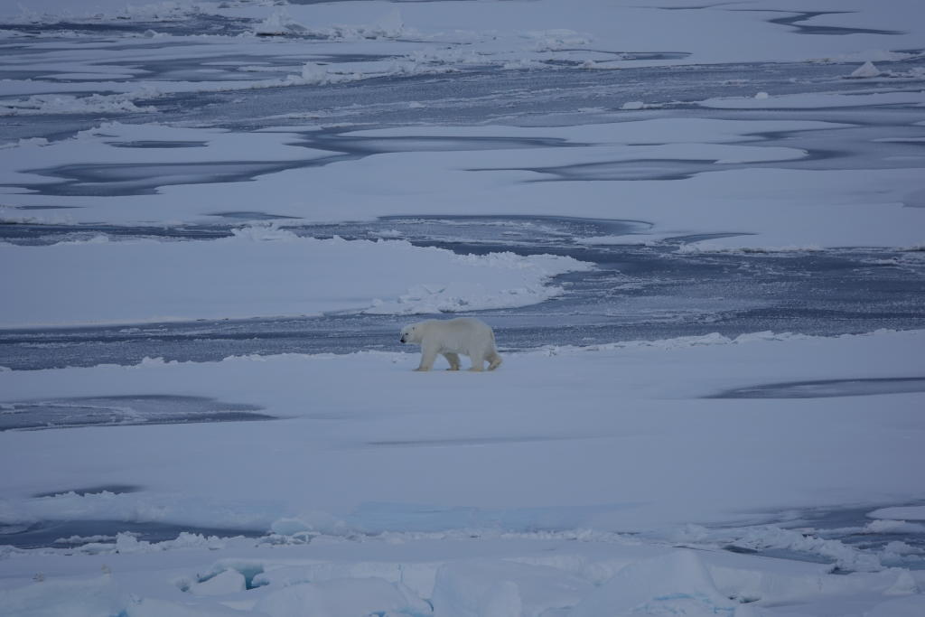 En ensom vandrende isbjørn
