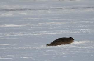 Seal on the ice