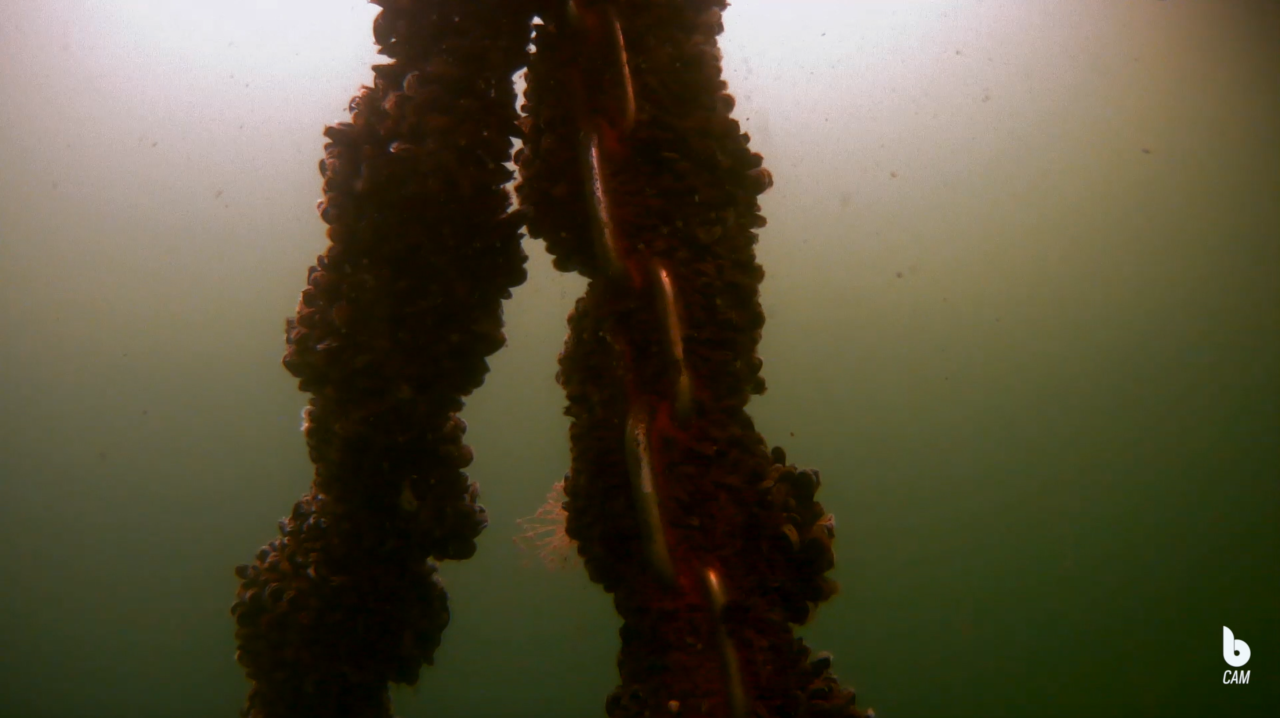 Mussels on the moorings