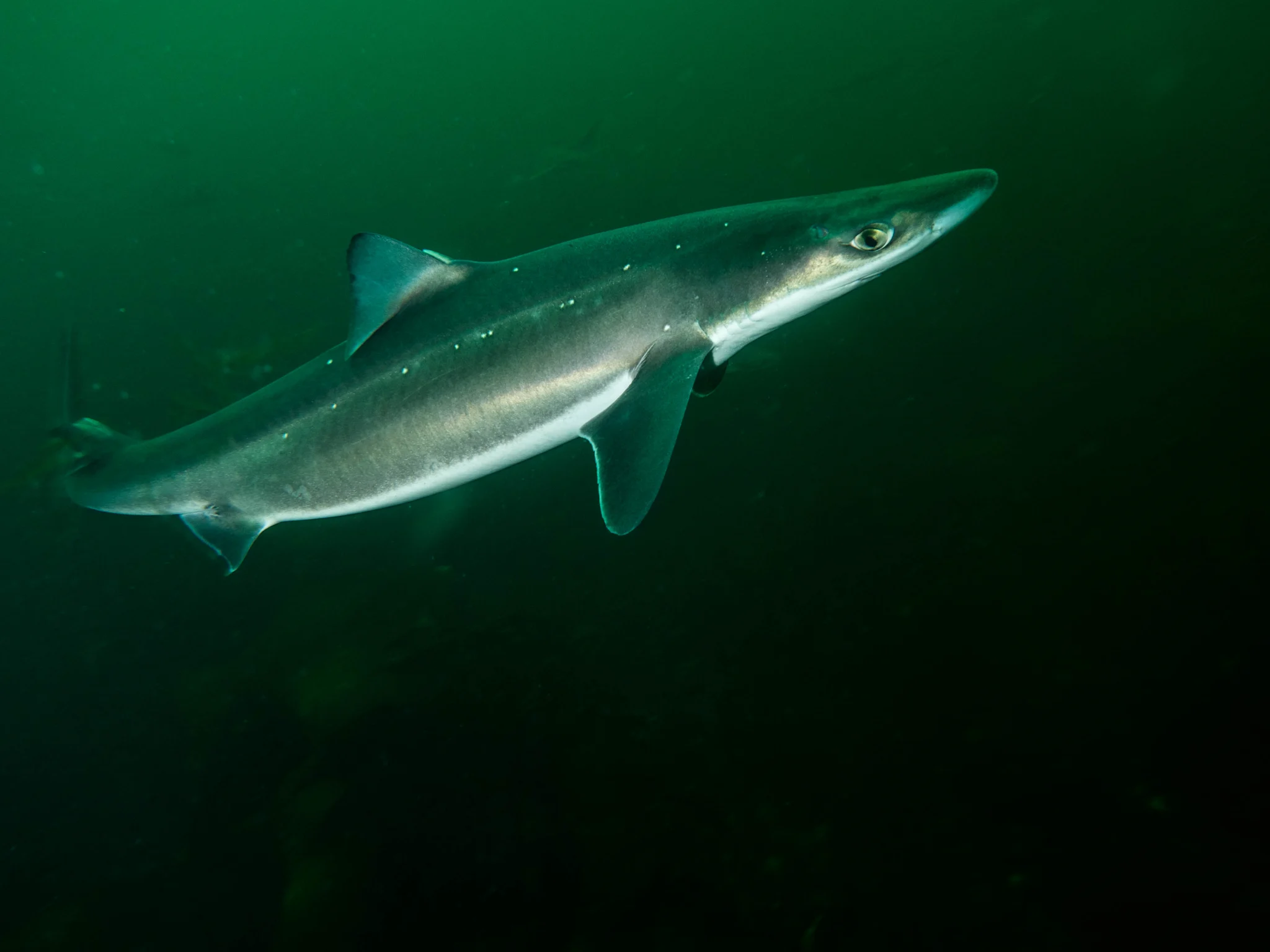 Pigghå  (Squalus acanthias)