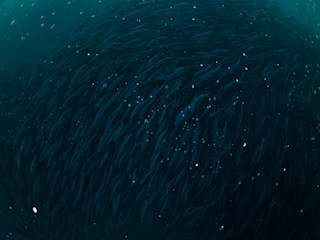 School of herring trying to escape