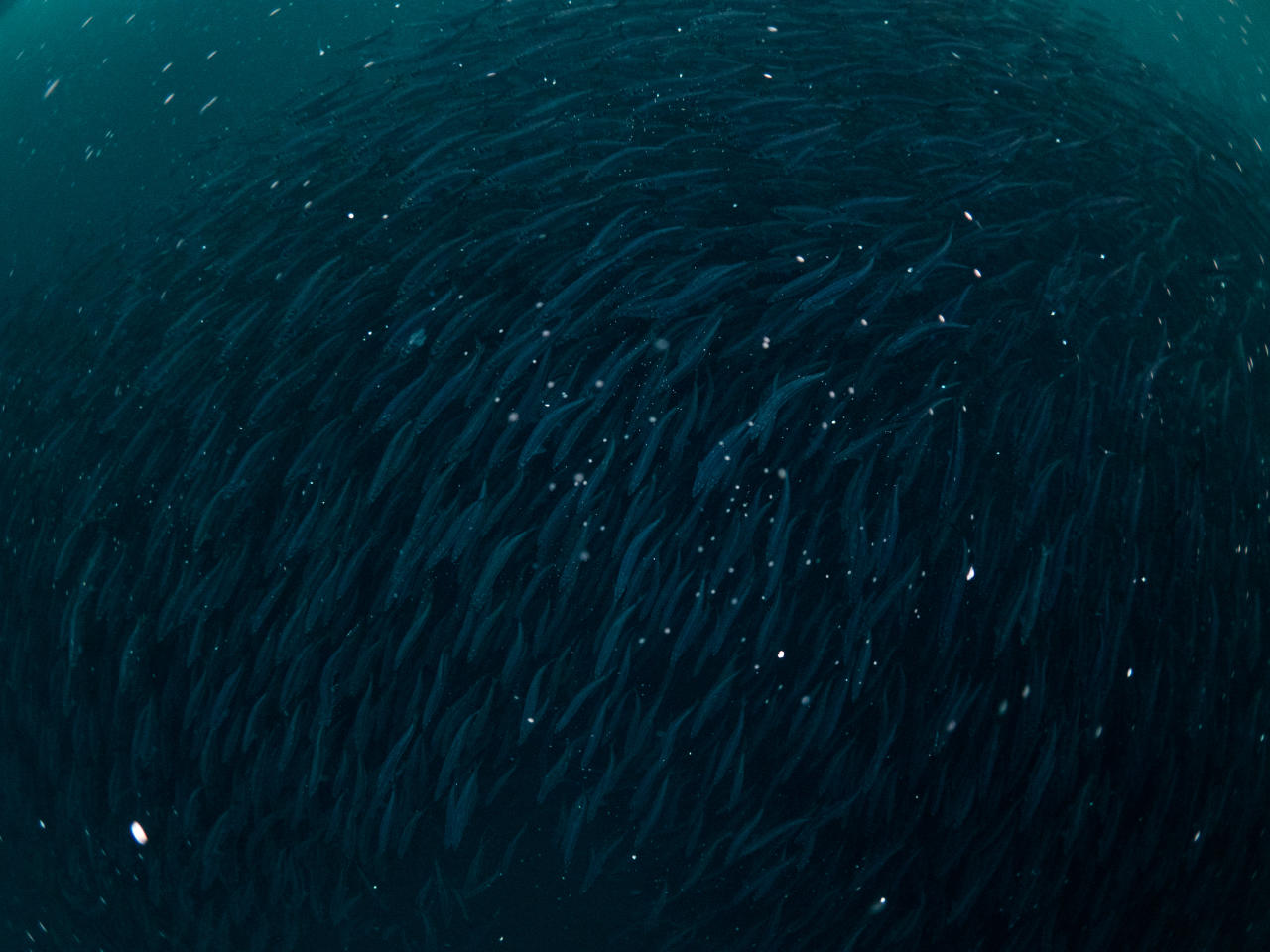 School of herring trying to escape