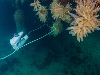 The tunicates where growing heavily on the floating harbour in Kvenvær