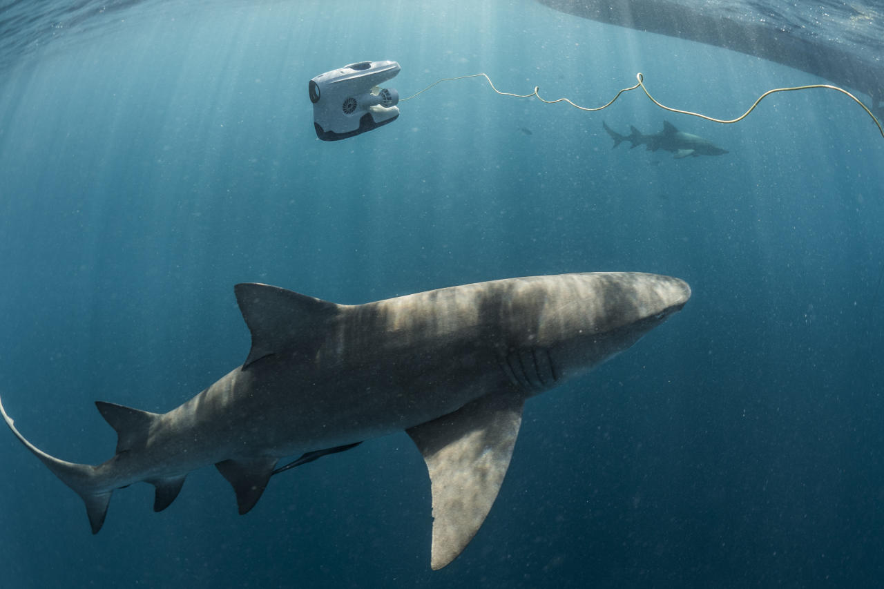 Blueye Pioneer diving with lemon sharks