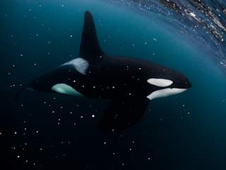 Male orca