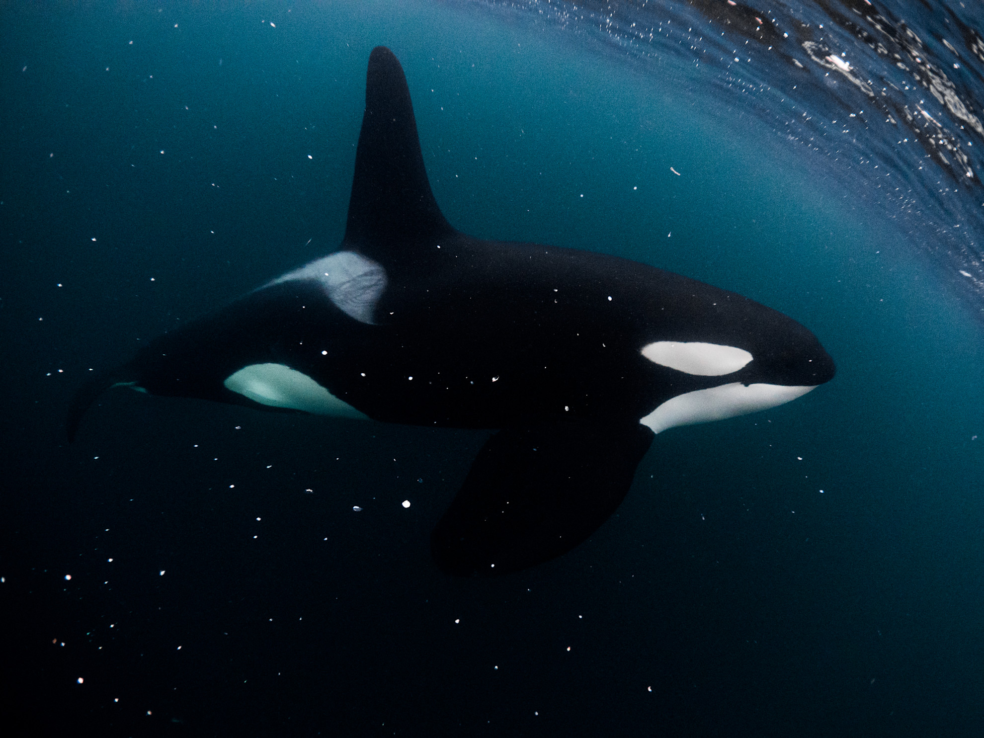 How To Tell If An Orca Is Male Or Female – NVDK