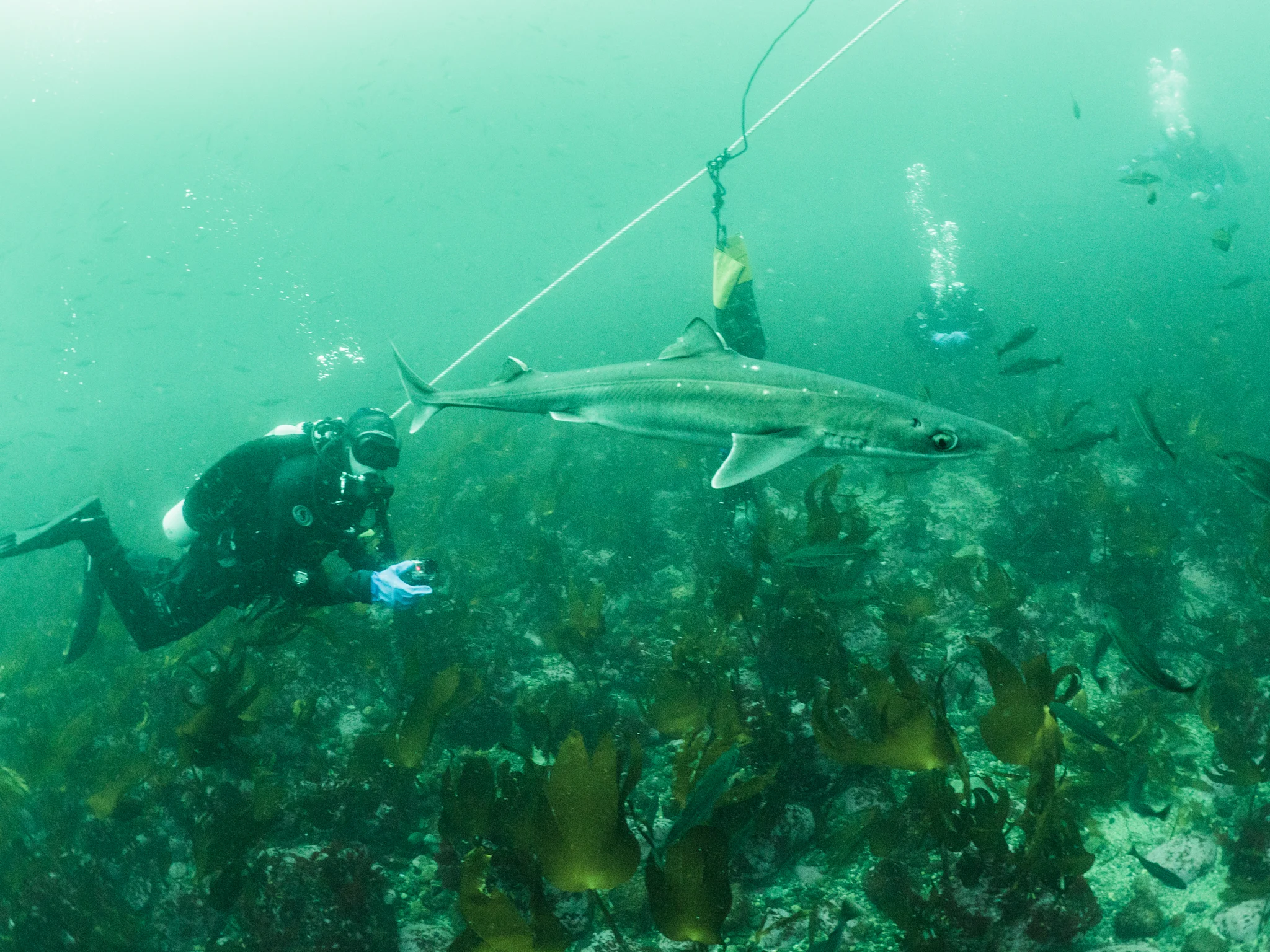 Spiny Dogfish with Blueye software developer Jonas in the background