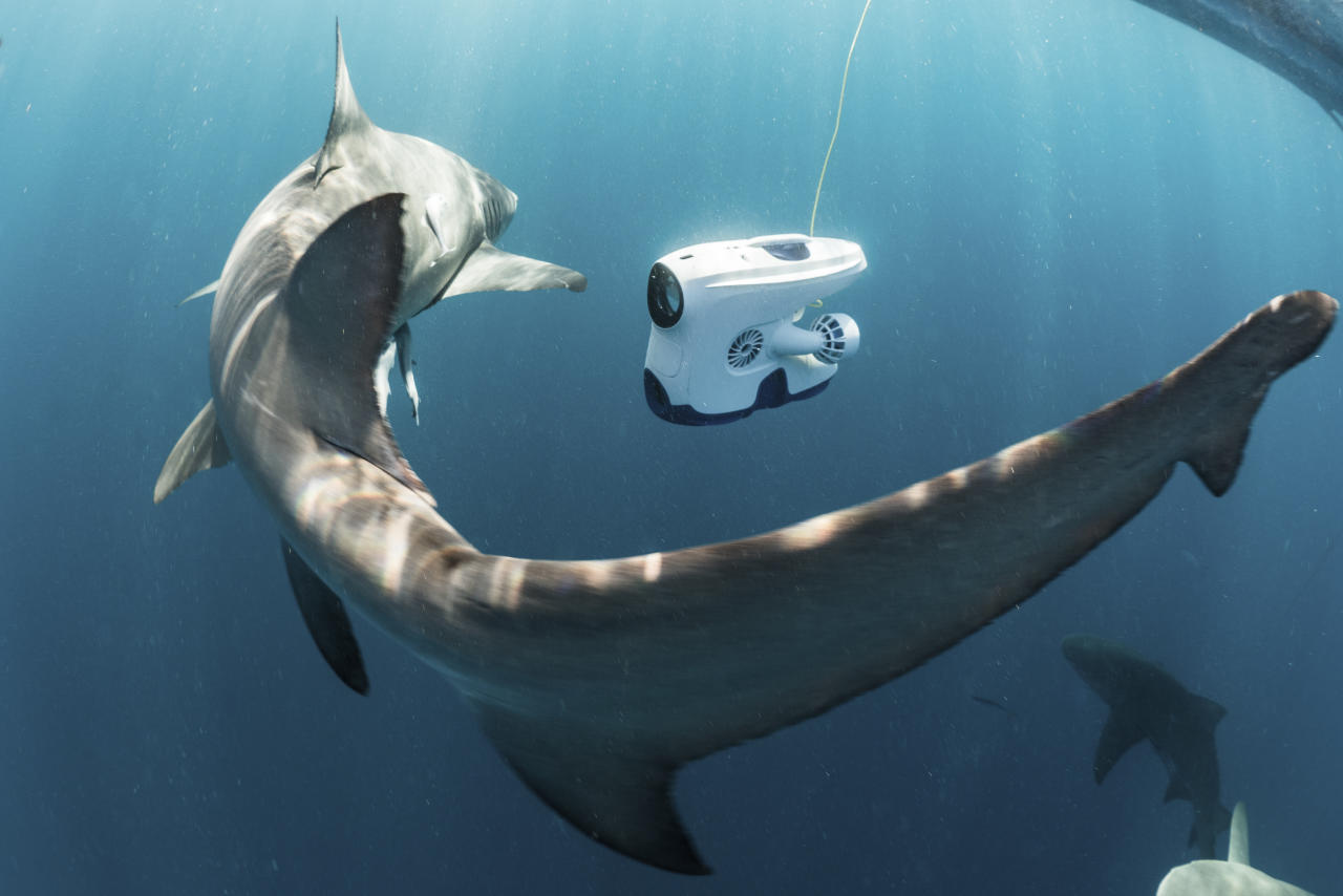 Dykking blant sitronhaier med Pioneer
