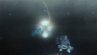 Inspecting cleaner fish