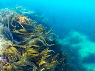 Large and healthy oarweed (Laminaria digitata) growing outside Stamsund