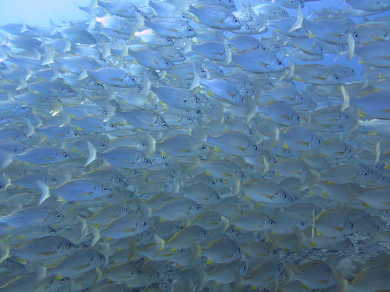 Yellow snappers