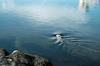 The Blueye GPS going upstream