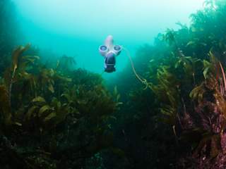 På vei opp etter vellykket dykk