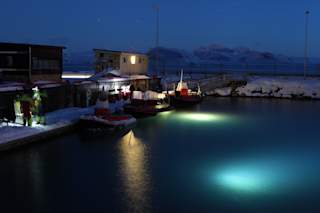 Blueye undervannsdrone brukes til å filme den arktiske tangarten Laminaria Solindongula