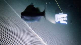 Cleanerfish and Blueye