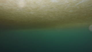 Ice algae under the ice