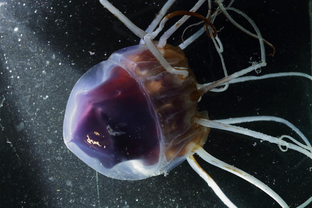Helmet Jellyfish (Periphylla periphylla)
