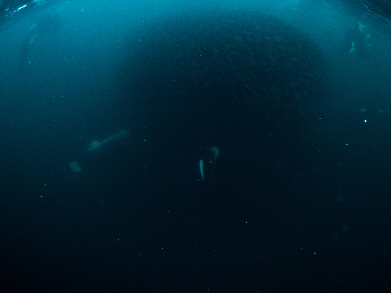 Orcas moving around bait ball