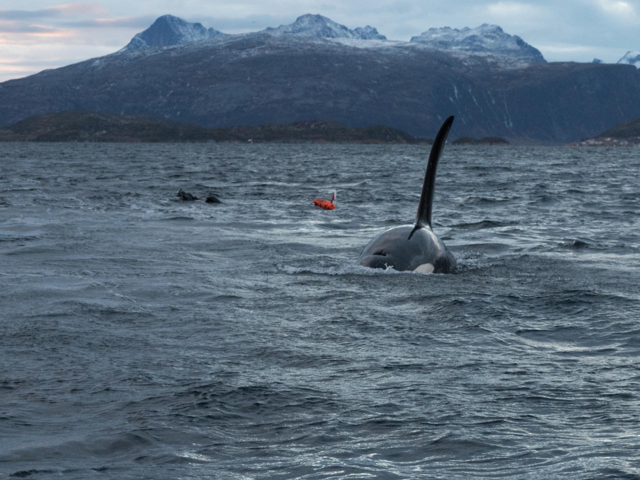 The dorsal fin on male orcas can grow to one and a half meeter