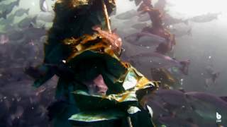 Aquaculture Cleaner Fish