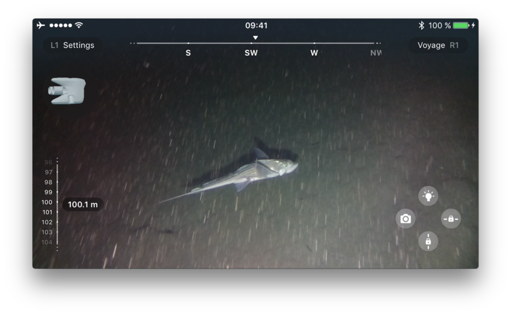 Ratfish (Chimaera monstrosa) at 100 m depth