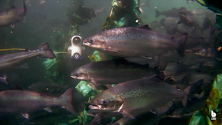 The Blueye Drone in Aquaculture Pen