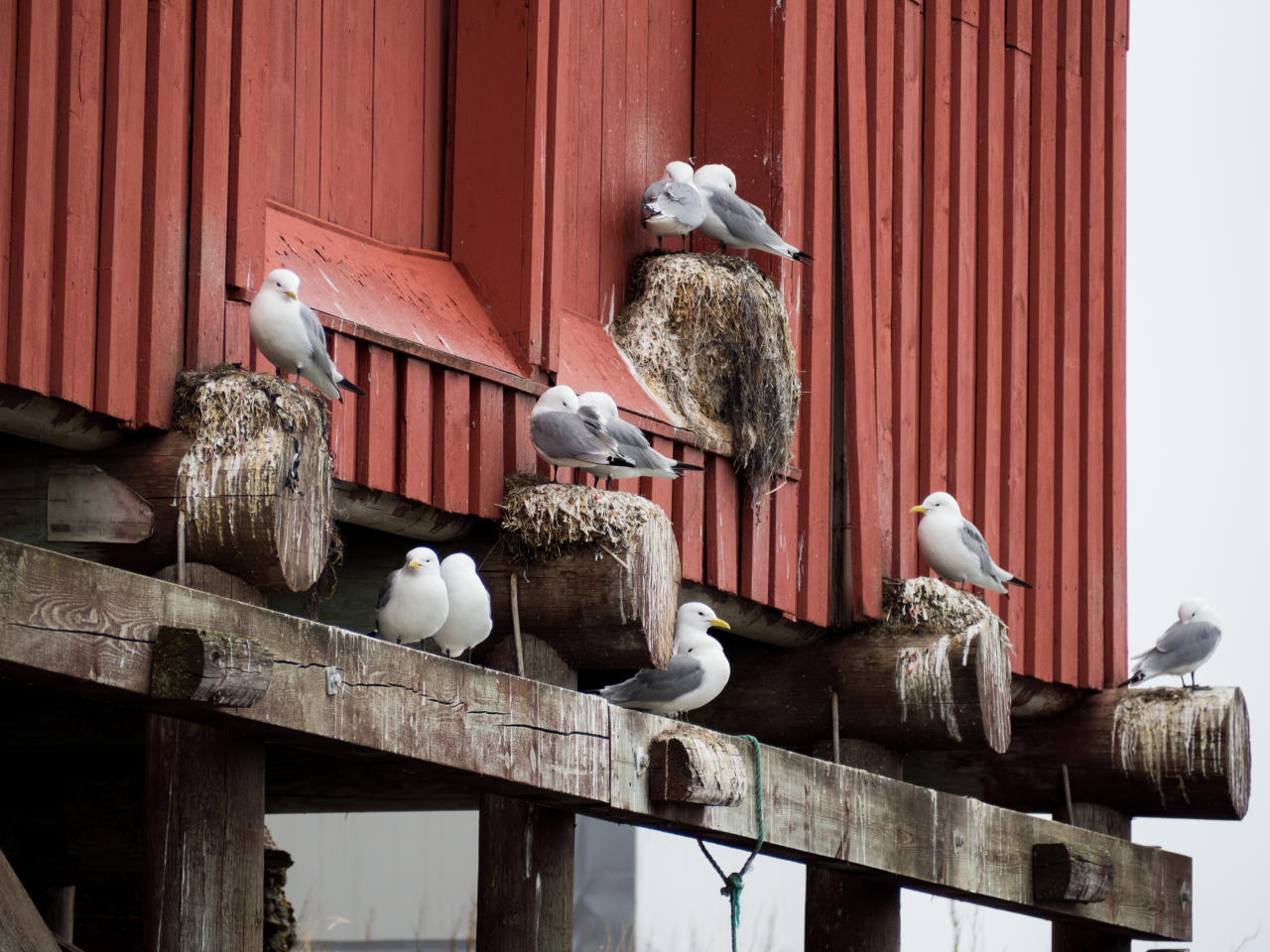 Seagulls in Andenes