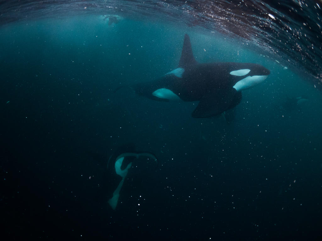 Small snorkler at the surface in the back, large male orca in the front