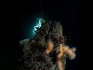 Blueye Pioneer utforsker vraket av en lekter i Korsvika, Trondheim