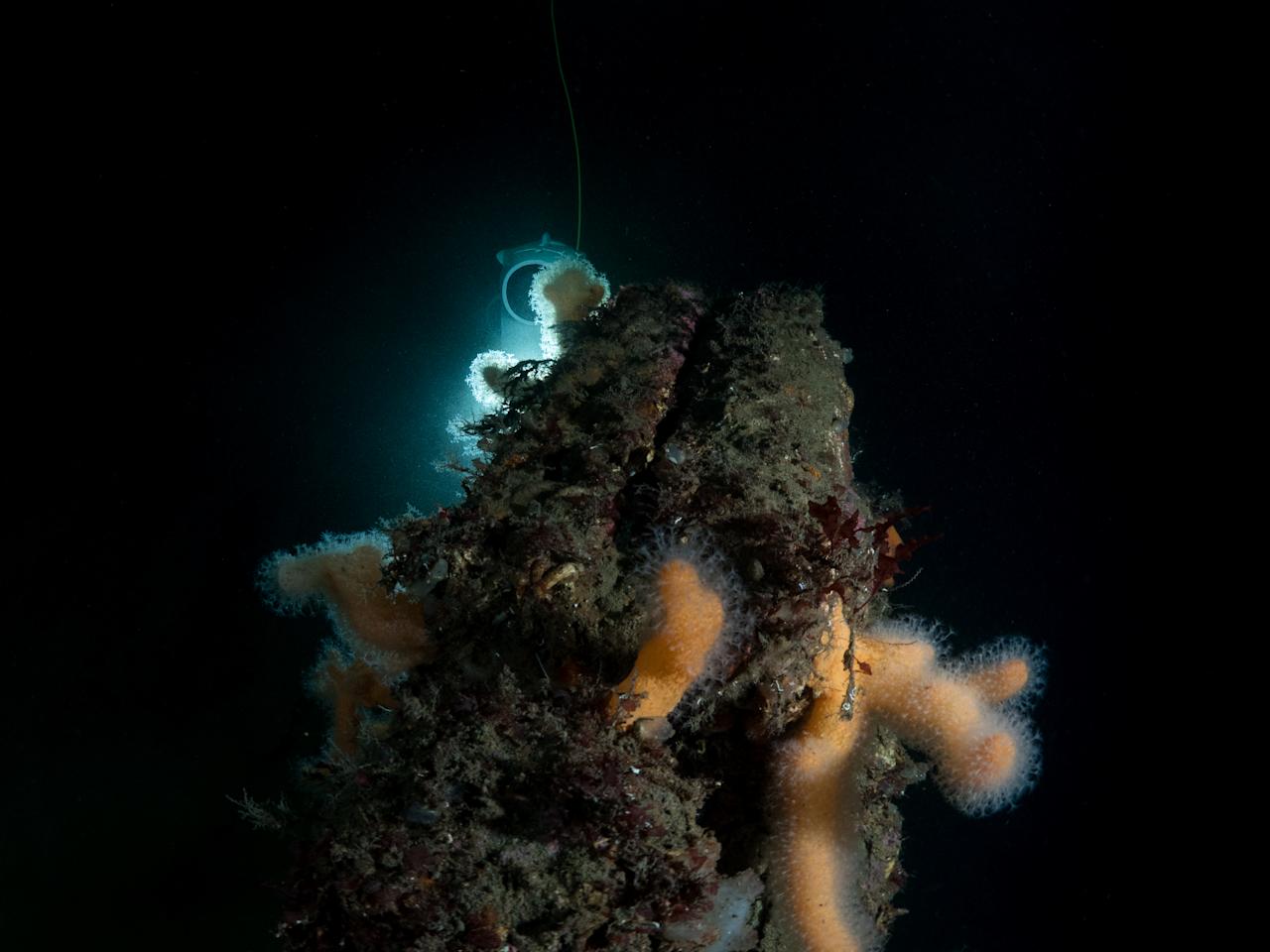 Blueye Pioneer exploring a ship wreck