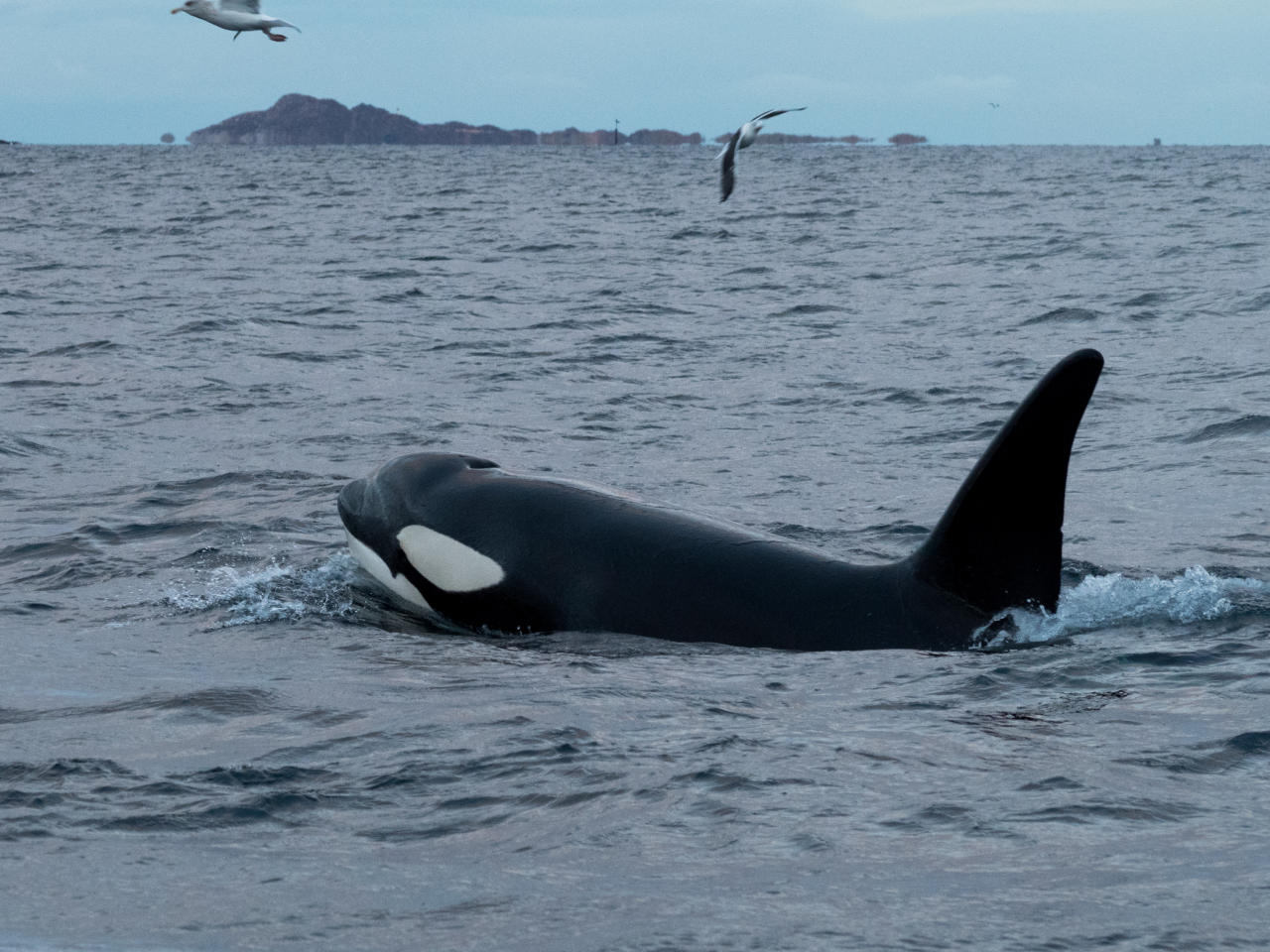 Orca moving at surface