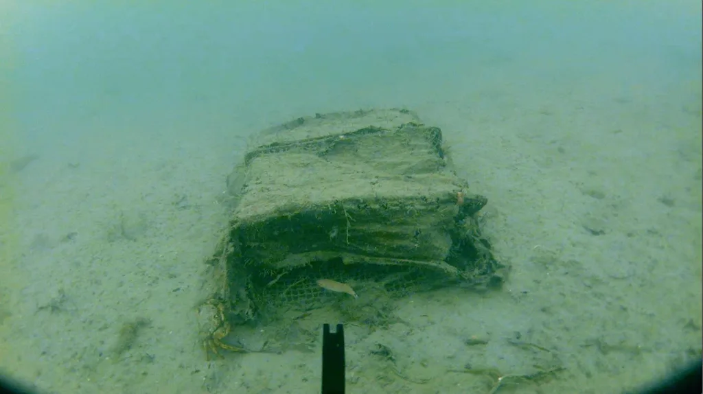 Close-up of a crab trap with juvenile fish