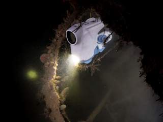 Mange organismer bor på vraket