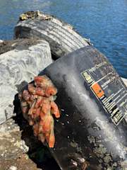 Marinreparatørene – marine life and chemical waste on the seabed