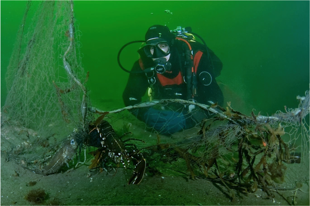 Lobster and fish caught in lost fishing net. Photo: Fredrik Myhre