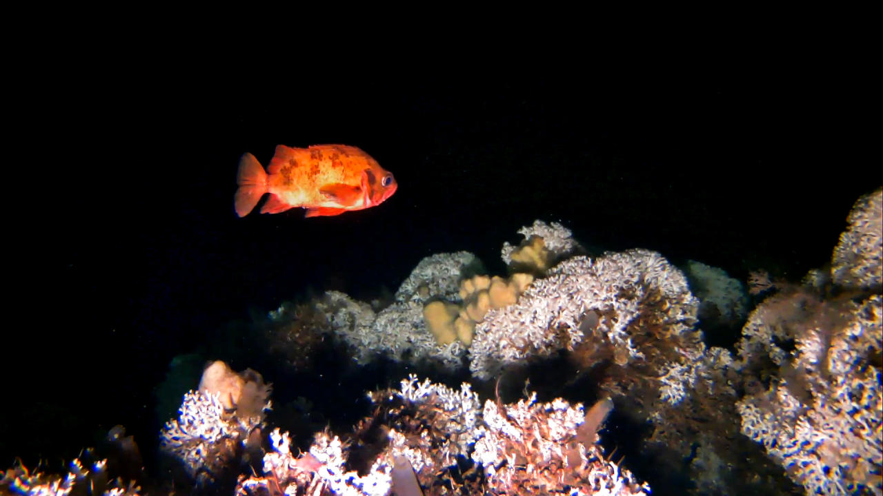 Lusuer svømmer over korallrevet